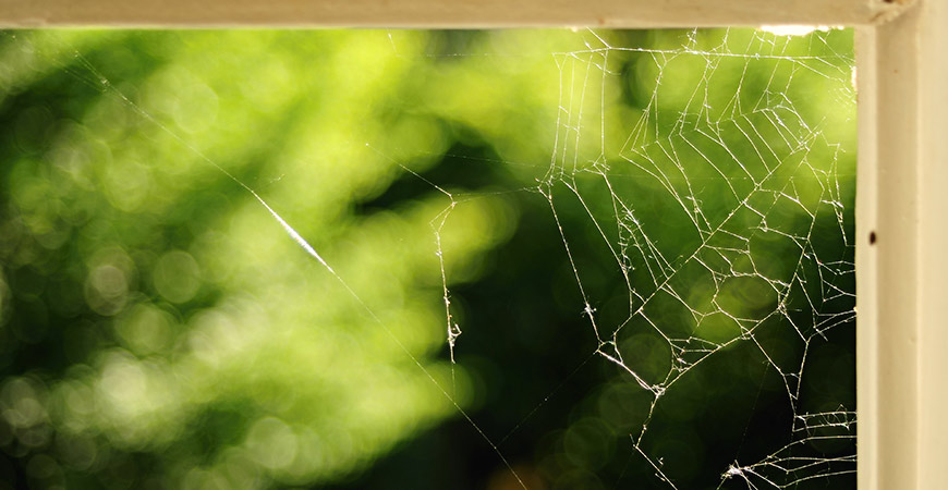 Spiders like to create webs in corners.