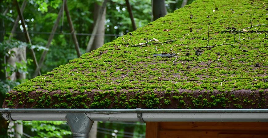 How To Remove Moss On Your Outdoor Surfaces Wet Forget Blog