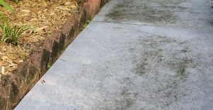 Mold Stains on Concrete