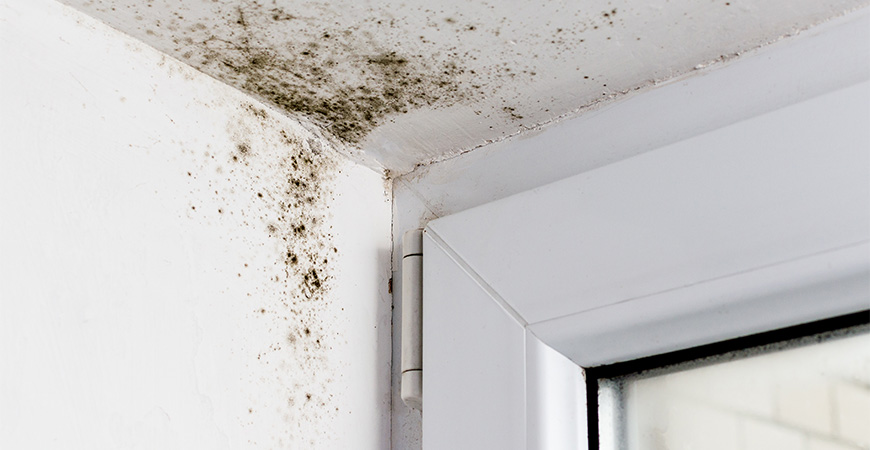 Take care of mold with Wet & Forget Indoor Mold + Mildew Disinfectant Cleaner!