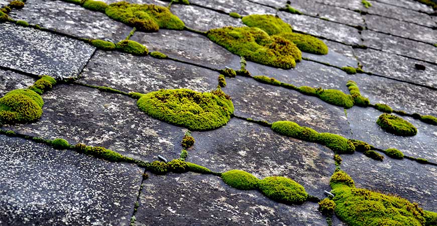 Remove moss from your roof with Wet & Forget!