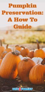Learn how to preserve your carved pumpkins with this quick and easy method! Your Jack-o'-lantern can last up to a month!
