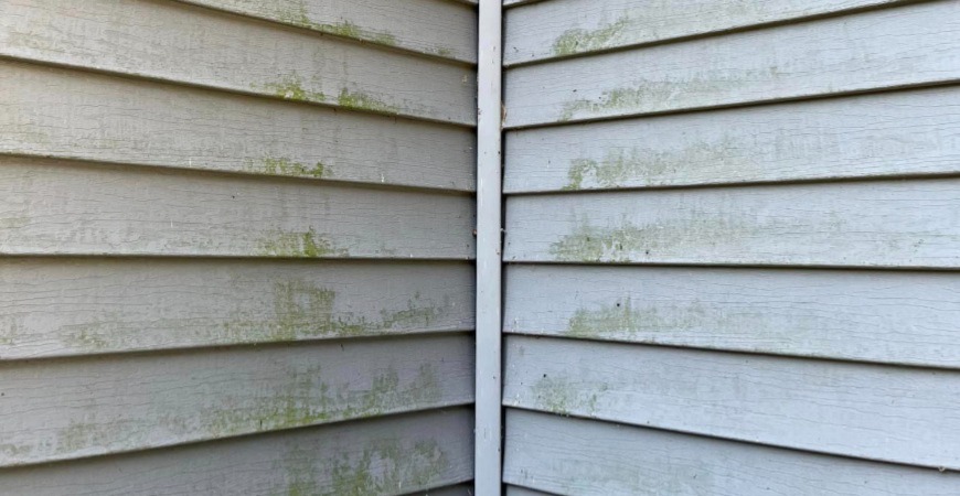 Exterior siding marked with green stains