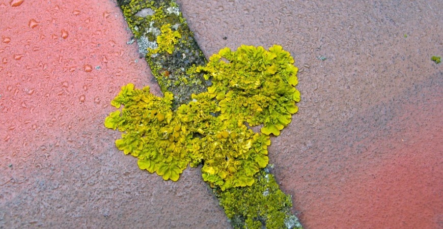 Lichen grows between tile cracks.