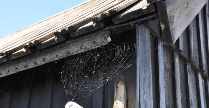 Fall cleaning includes knocking down cobwebs