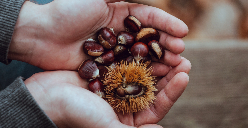 Chestnuts may not repel spiders.