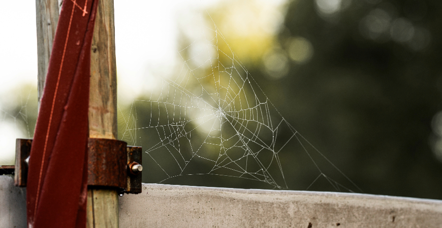 A spider web indicates a spider presences.