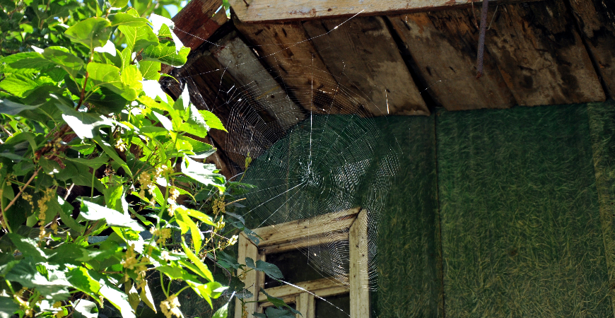 Spiders hang out where they're protected. Use proper spider control to get rid of them. 