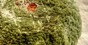 Green mold grows on a variety of surfaces. 