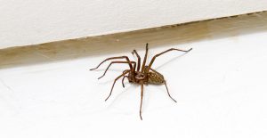 Spiders get inside your home easily, use Miss Muffet's Revenge to keep them out.