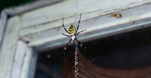 Spiders are frequently found near windows