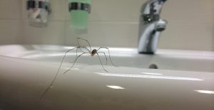 Spiders like to hide near a water source.