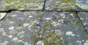 Remove lichen on your roof