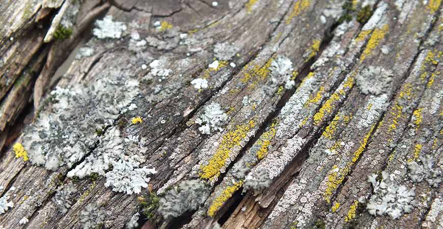 Remove lichen on your wood deck