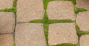Remove moss inbetween pavers with Wet & Forget