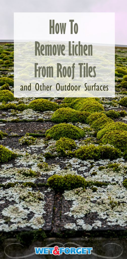 How to Easily Remove Lichen on Outdoor Surfaces Wet & Blog