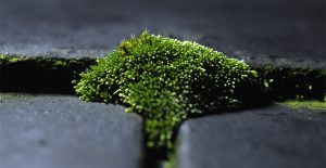Get rid of moss on your roof to avoid cancellation of your homeowner's insurance .