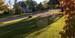 Spiderweb outside