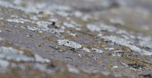 Use Wet & Forget to clean lichen from your roof.