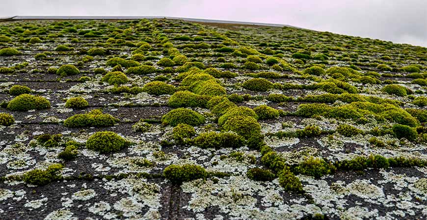 Lichen and moss on a roof.
