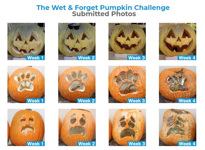 Pumpkin Preservations with Wet and Forget