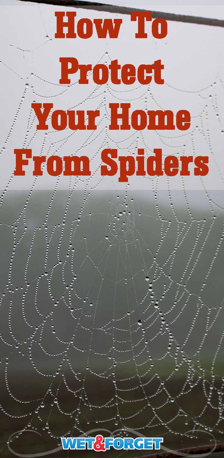 Find out how to protect your home from spiders- both inside and out!
