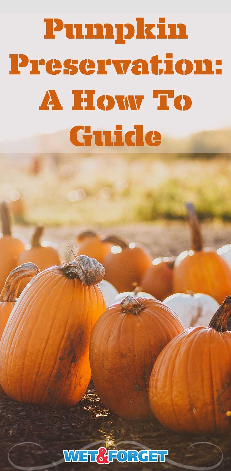 Preserve Pumpkins with Wet & Wet & Blog