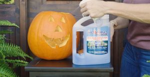 preserve pumpkins with wet and forget