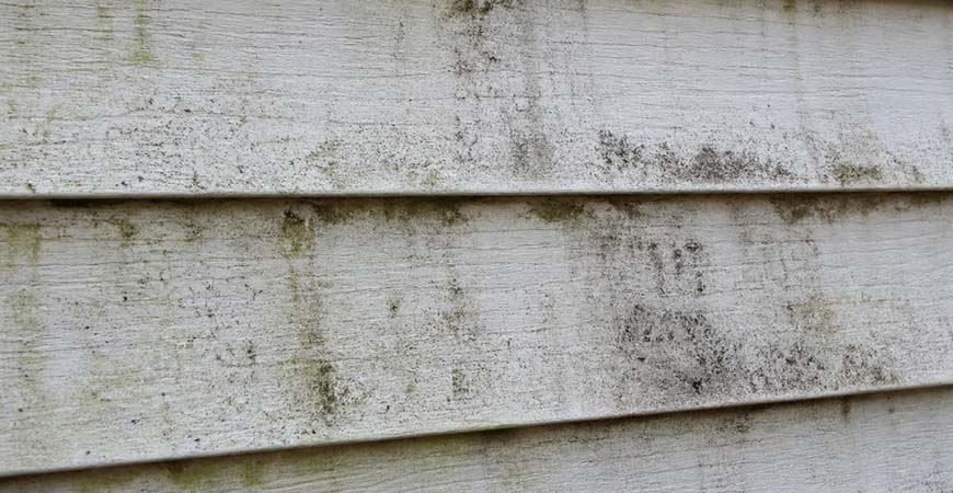 siding mold